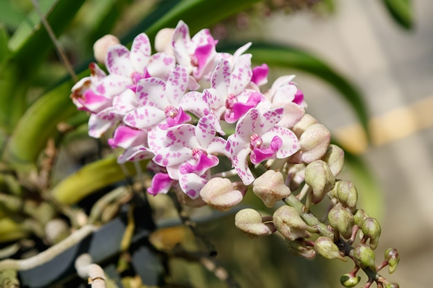 Rhynchostylis gigantea Orchid Flower in una fattoria di orchidee.