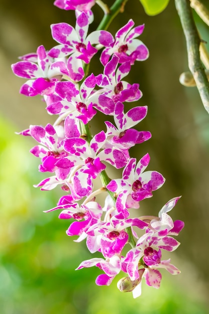 Rhynchostylis gigantea orchid, viola e bianco, in fiore in un giardino.