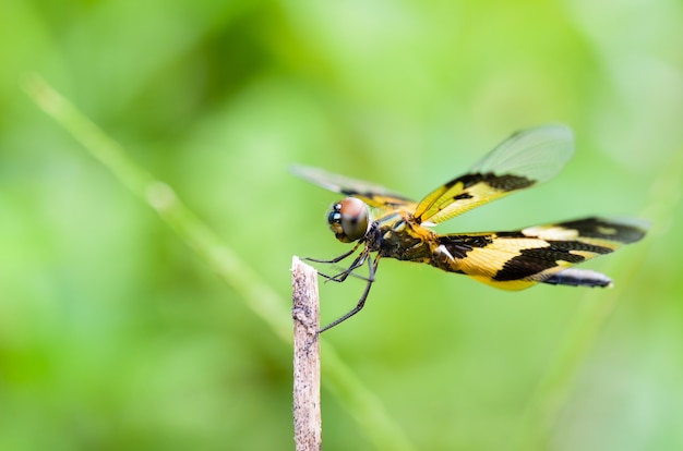 Rhyothemis Variegata, Common Picture Wing o Flutterer variegato, è una libellula femmina nera e gialla su un ramoscello