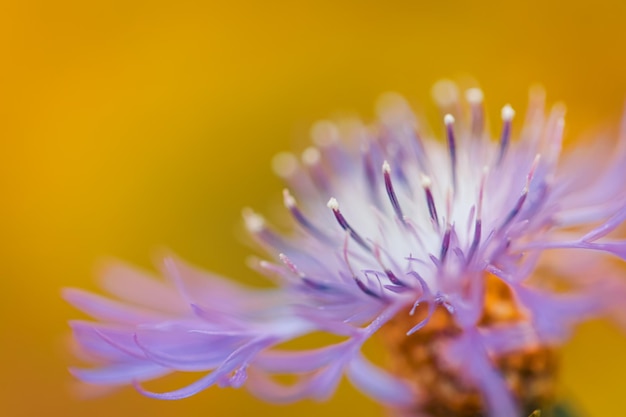 Riassunto di petali viola di fiori d'estate Bella luce del sole e fiore di prato in fiore pacifico