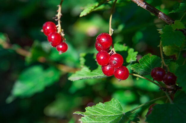 Ribes in giardino