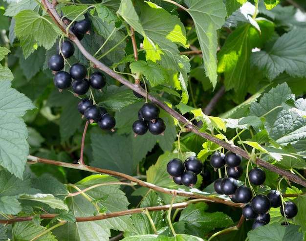 Ribes in un giardino