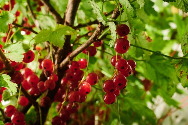 Ribes maturo sui rami dei cespugli