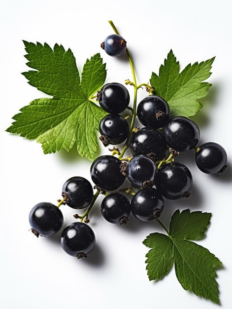 Ribes nero con foglia verde