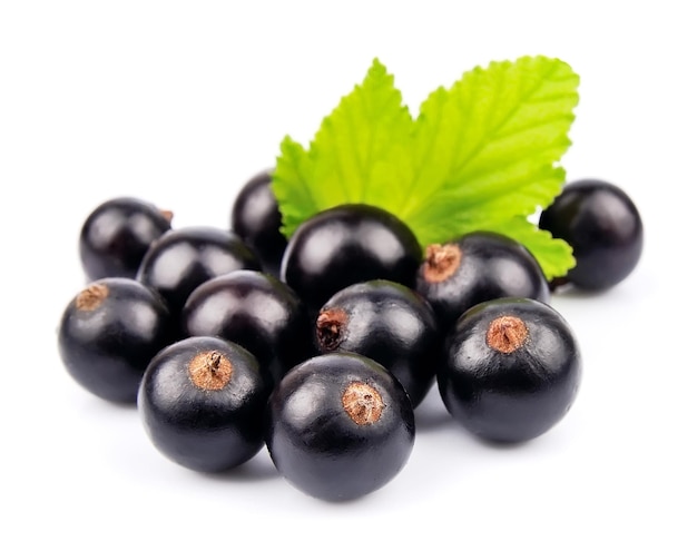 Ribes nero con foglie