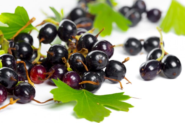 Ribes nero di bacche con foglia verde.