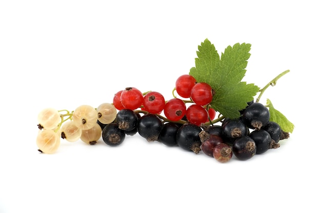 Ribes nero e ribes bianco su bianco