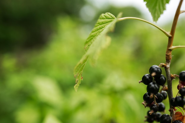 Ribes nero Giardinaggio orto agricoltura bacche rurali