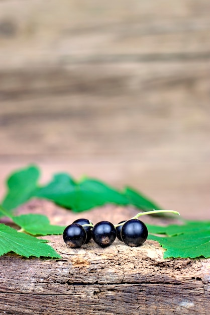 Ribes nero maturo fresco su un vecchio fondo di legno.