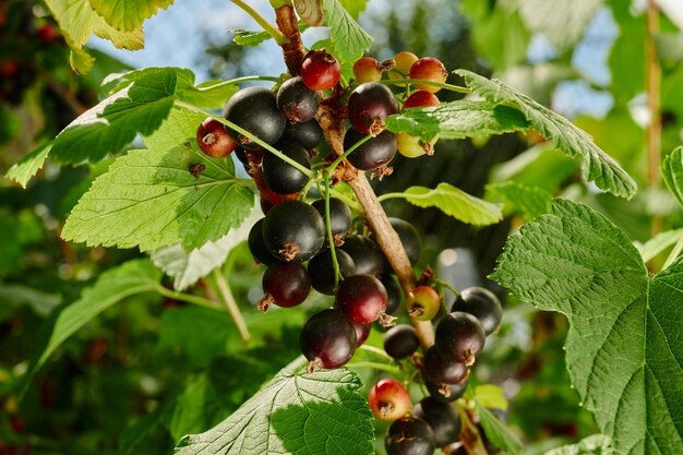 Ribes nero maturo nella raccolta stagionale dei frutti di bosco