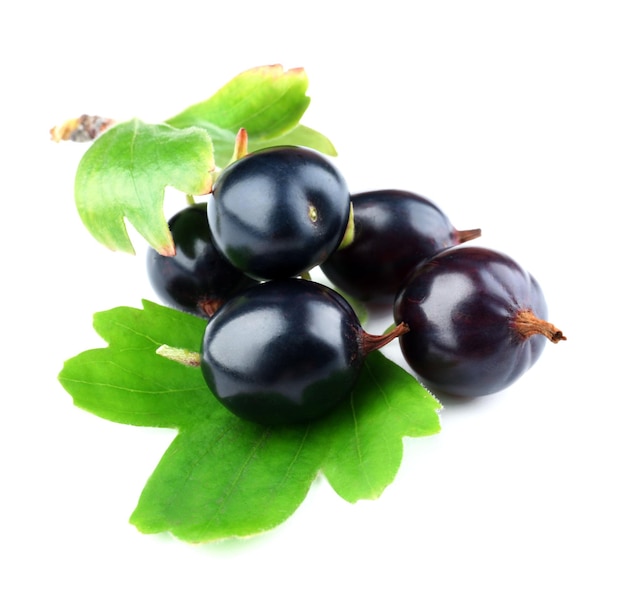 Ribes nero selvatico con foglia verde isolato su bianco