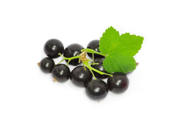 Ribes nero su fondo bianco