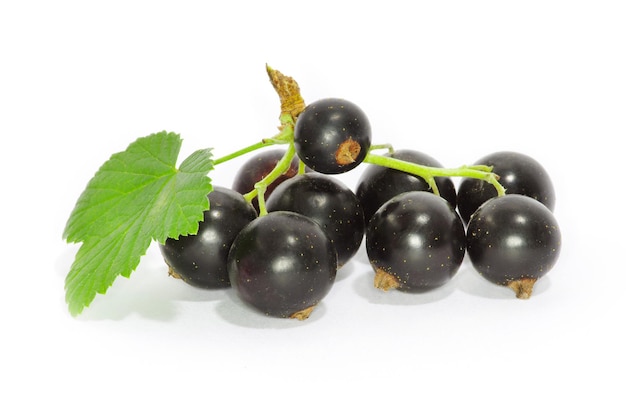 Ribes nero su sfondo bianco