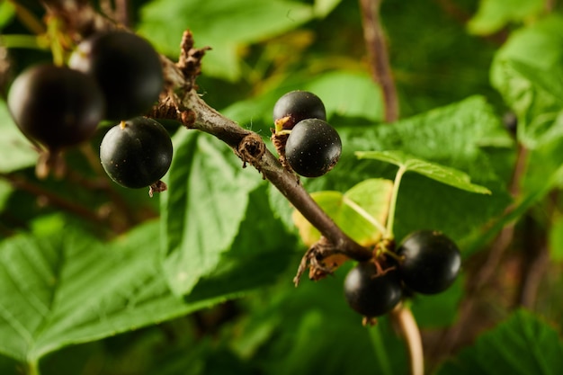 Ribes nero sui rami delle bacche di cespugli