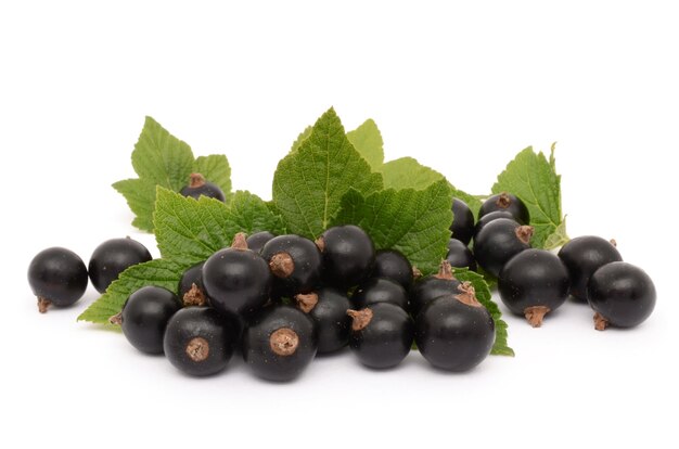 Ribes nero vicino dettaglio isolato