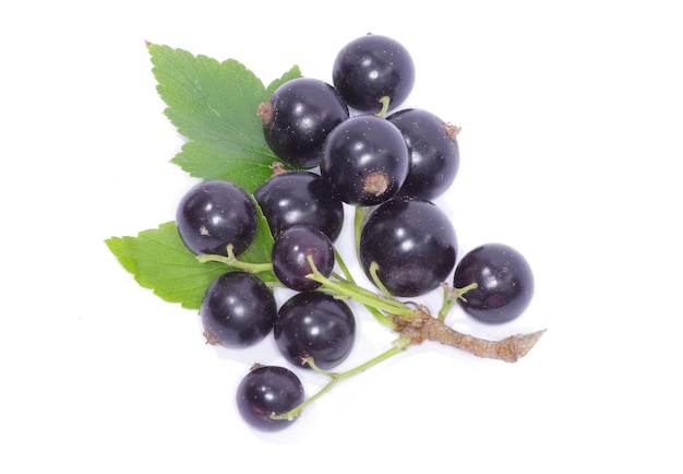 Ribes nero