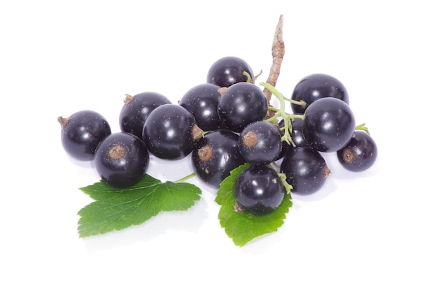 Ribes nero