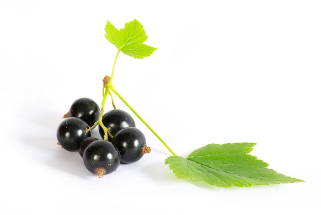 Ribes nero