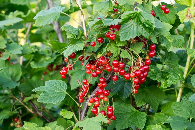 Ribes rosso che matura sul cespuglio nel giardino