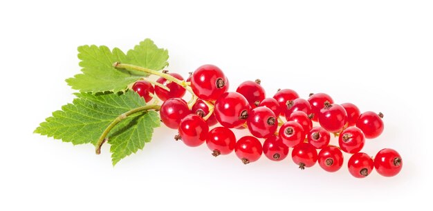 Ribes rosso con foglie verdi isolato su sfondo bianco