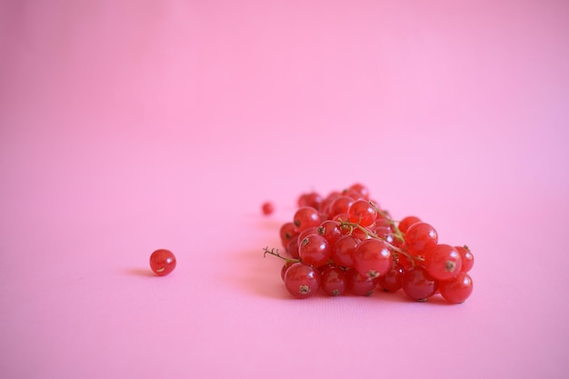 Ribes rosso isolato su sfondo rosa.