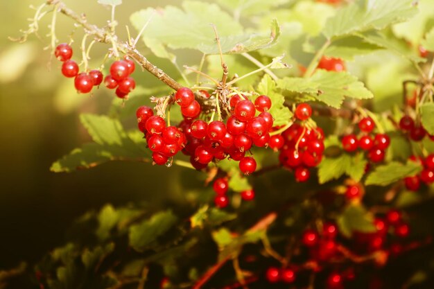 Ribes rosso maturo nel giardino estivo