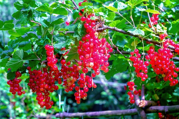 Ribes rosso Mazzi di bacche maturano su un cespuglio in estate