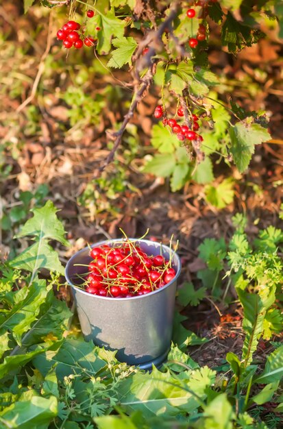 Ribes rosso nel giardino estivo Bacche mature fresche in un piccolo secchio di metallo