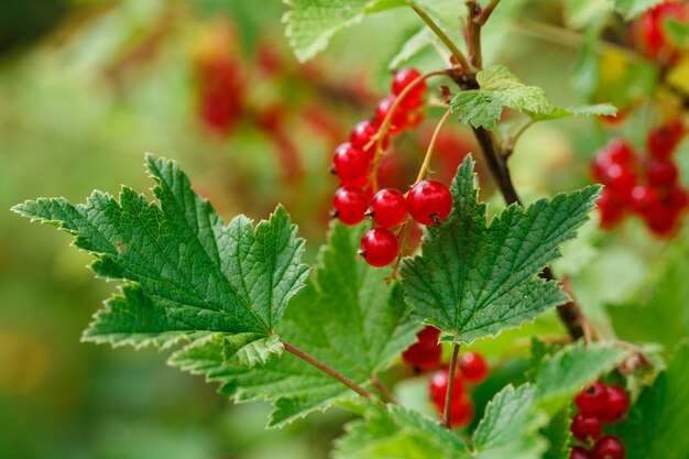 Ribes rosso sul cespuglio