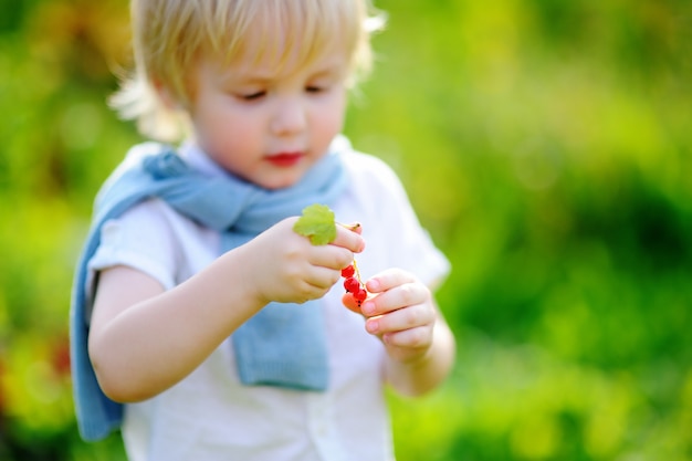 Ribes rosso sveglio del ragazzo del bambino in giardino domestico