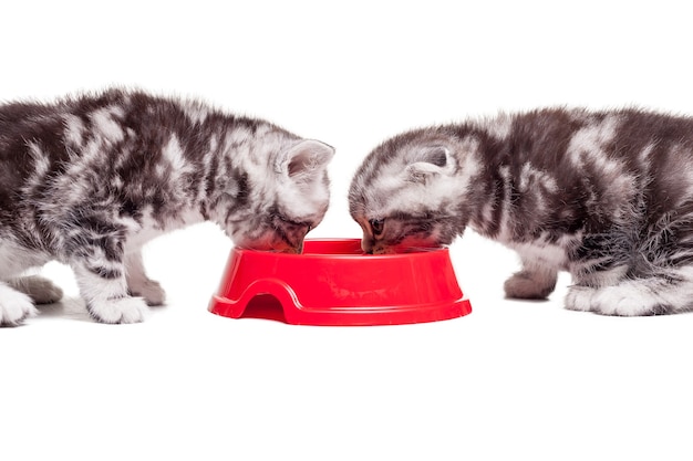 Ricaricare la loro energia. Due piccoli gattini che mangiano cibo per gatti da una ciotola mentre sono seduti uno di fronte all'altro