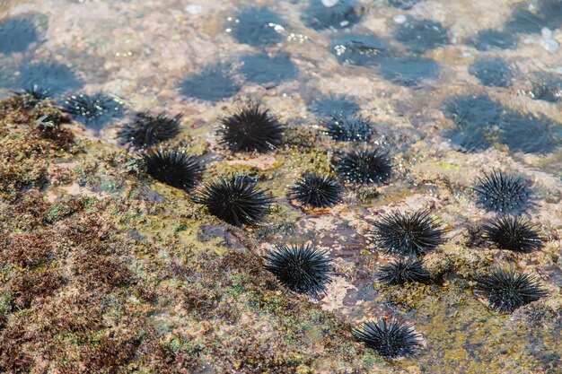 Ricci di mare in mare.