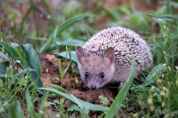 Riccio dalle orecchie lunghe o hemiechinus auritus nel suo habitat