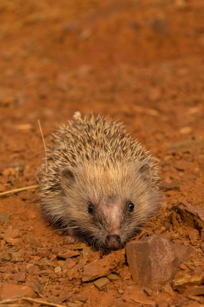 Riccio dell'Europa occidentale Erinaceus europaeus Malaga Spagna