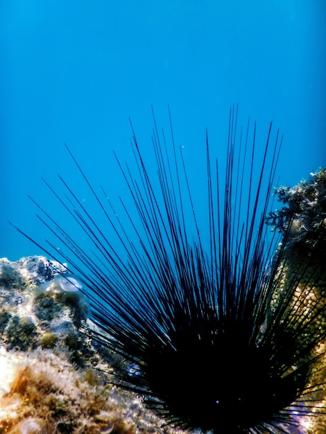 Riccio di mare lungo comune, (Diadema antillarum) sott'acqua, vita marina