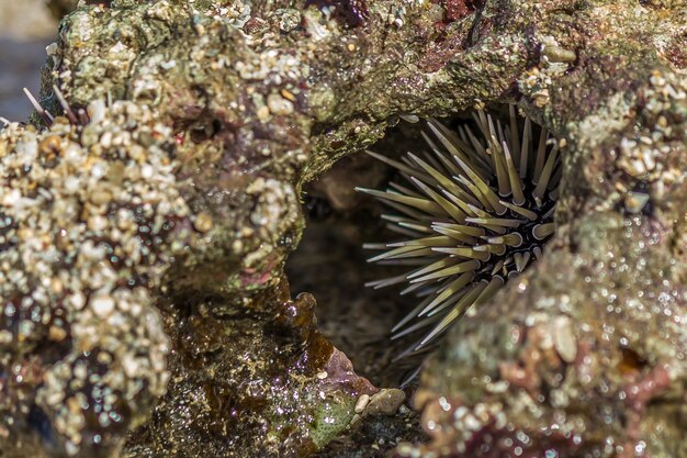 Riccio di mare nascosto nel corallo nel surf