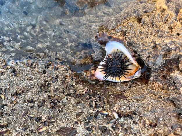 Riccio di mare sulla spiaggia con pietre Costa Rica