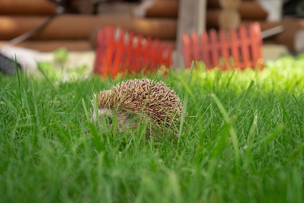 Riccio in giardino