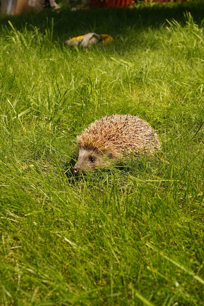 Riccio in giardino