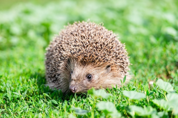 Riccio (nome scientifico: Erinaceus Europaeus) in prossimità di un selvaggio, nativo, riccio europeo, rivolto verso destra nell'habitat naturale del giardino sul prato di erba verde. Orizzontale. Spazio per la copia.