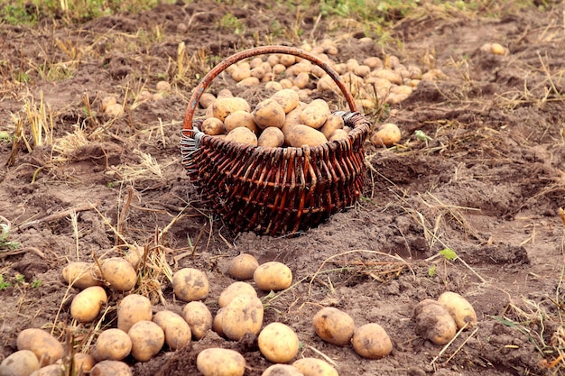 Ricco raccolto autunnale patate bianche raccolte in un cesto di vimini vicino a tuberi di patata su un primo piano personale della trama