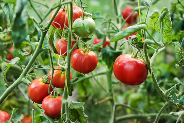 Ricco raccolto di pomodori rossi nella serra che cresce in fattoria biologica