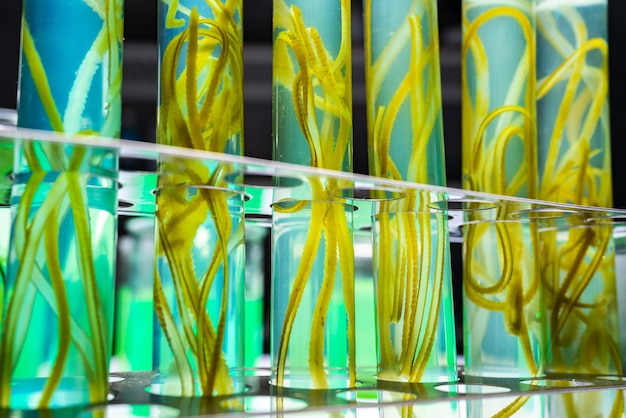 Ricerca di laboratorio sull'alga verde, tecnologia energetica alternativa dei biocarburanti, concetto di biotecnologia