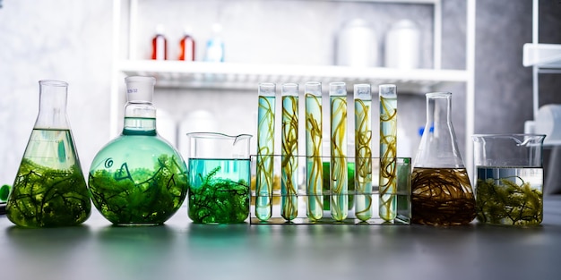 Ricerca di laboratorio sull'alga verde, tecnologia energetica alternativa dei biocarburanti, concetto di biotecnologia