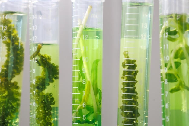 Ricerca e scienza delle biotecnologie Gli scienziati stanno sviluppando la ricerca sulle alghe Bioenergia Ricerca sull'energia dei biocarburanti