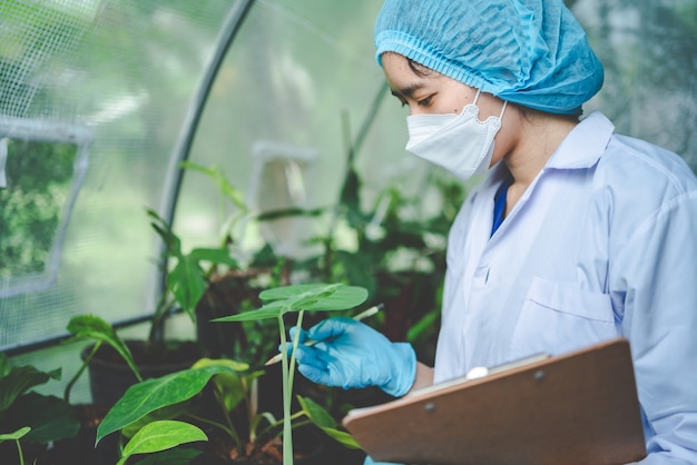 Ricerca scientifica in agricoltura di piante fogliari in serra da laboratorio di medicina, canapa o germogli di erbe che vivono in fattorie naturali per farmaci, crescita di giardini fioriti organici per l'industria con scienza botanica