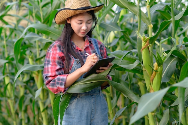 Ricercatore o agricoltore che controlla cereale nel suo campo