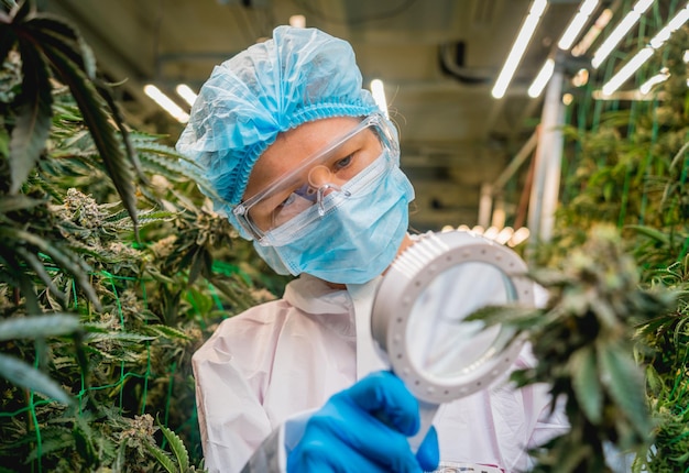 Ricercatrice esamina foglie e germogli di cannabis in una serra