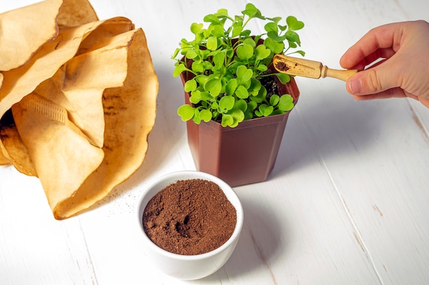 Riciclaggio dei rifiuti dal caffè macinato. Motivi di caffè usati come micro verdi del fertilizzante in vaso su fondo di legno bianco.