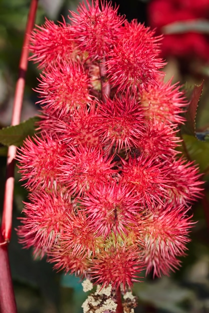 Ricinus del fagiolo di ricino della campagna dell'Italia